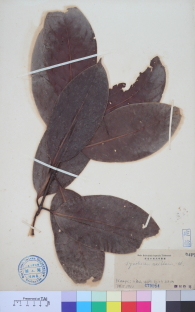 Specimen thumbnail
